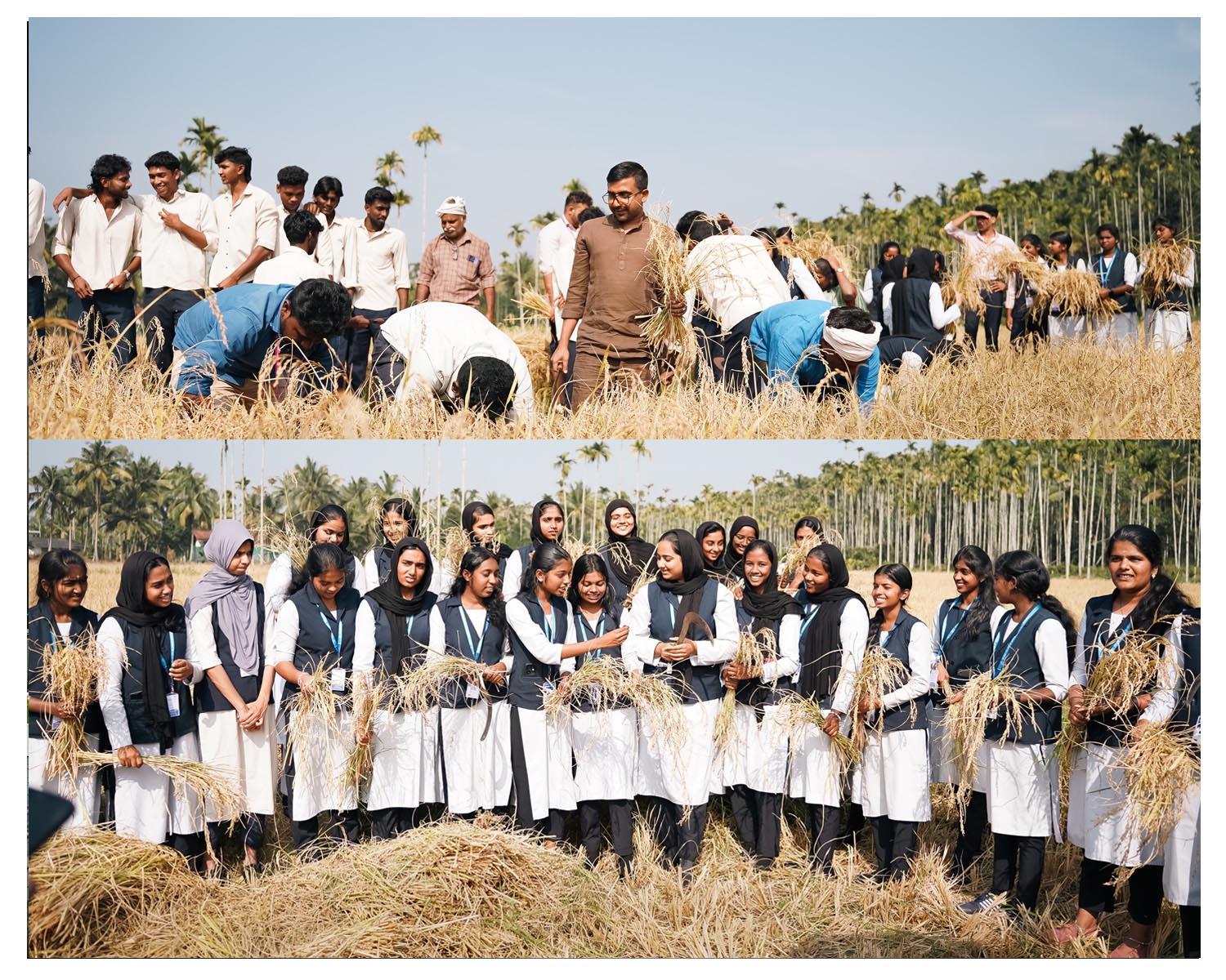 Young Hands Reap Tradition at Nilgiri College’s “நெல் அறுவடை”